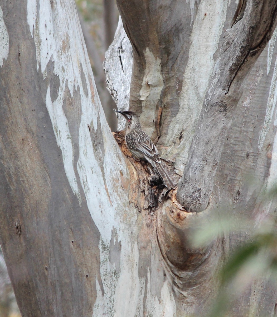 Méliphage barbe-rouge - ML646885101