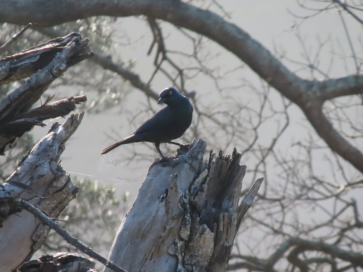 leskoptev černobřichá - ML646885103