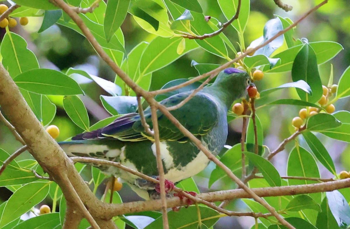 Тілопо смугастобокий - ML646885104