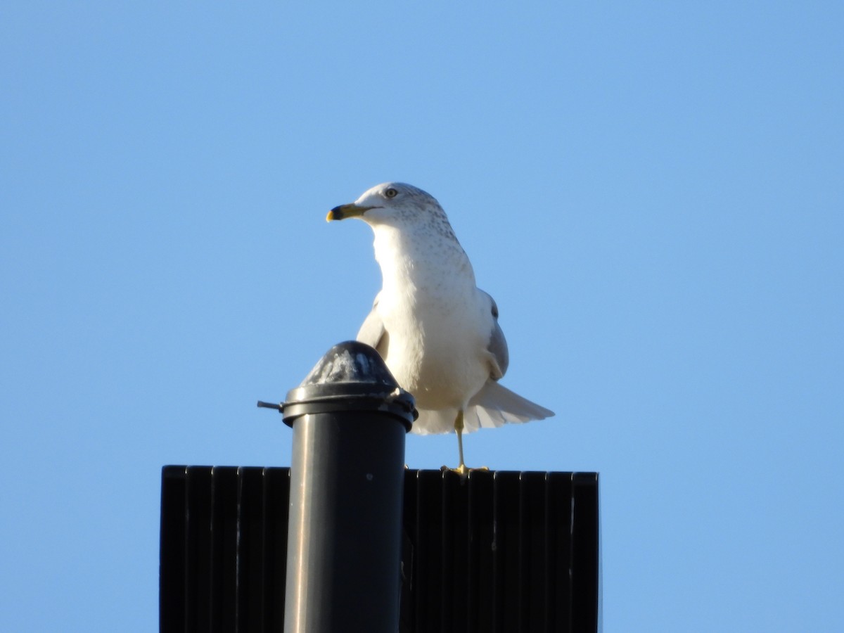 Ring-billed Gull - ML646885105