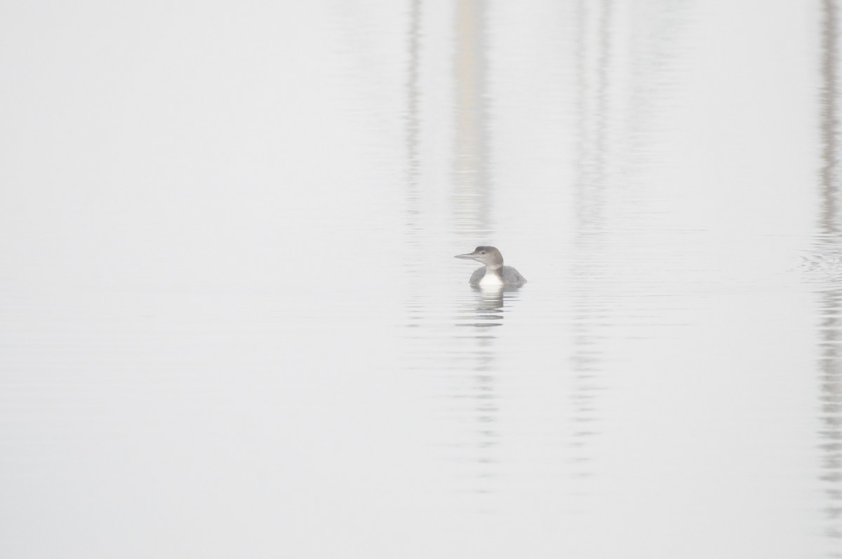 Common Loon - ML646885106