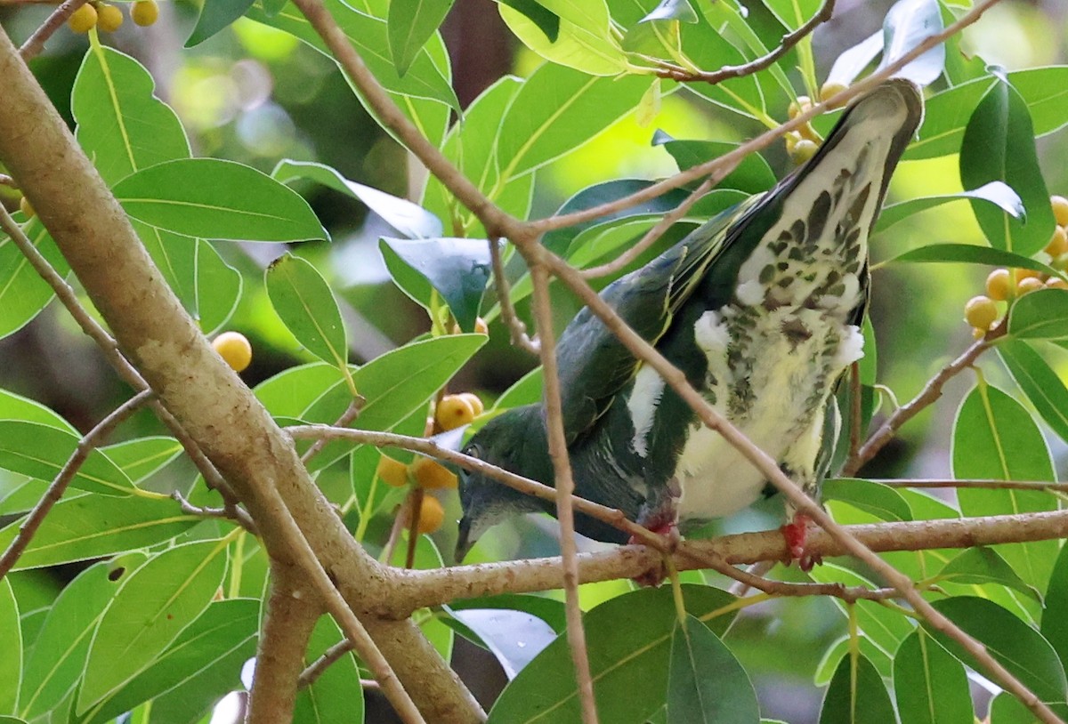 Тілопо смугастобокий - ML646885107