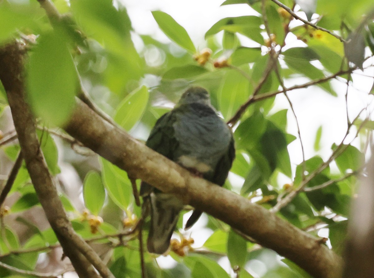 Тілопо смугастобокий - ML646885109