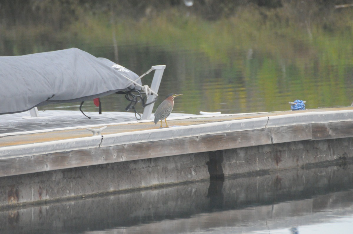 Green Heron - ML646885110
