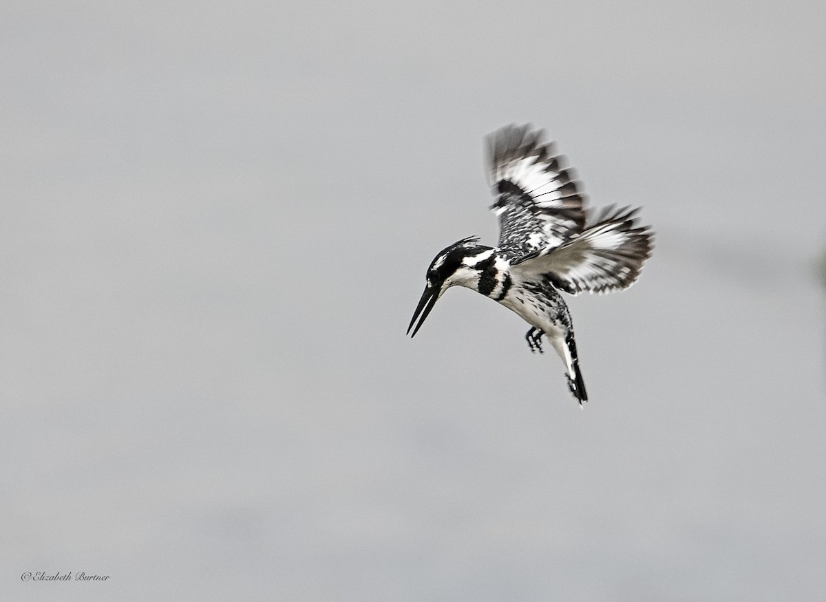 rybařík jižní - ML646885111