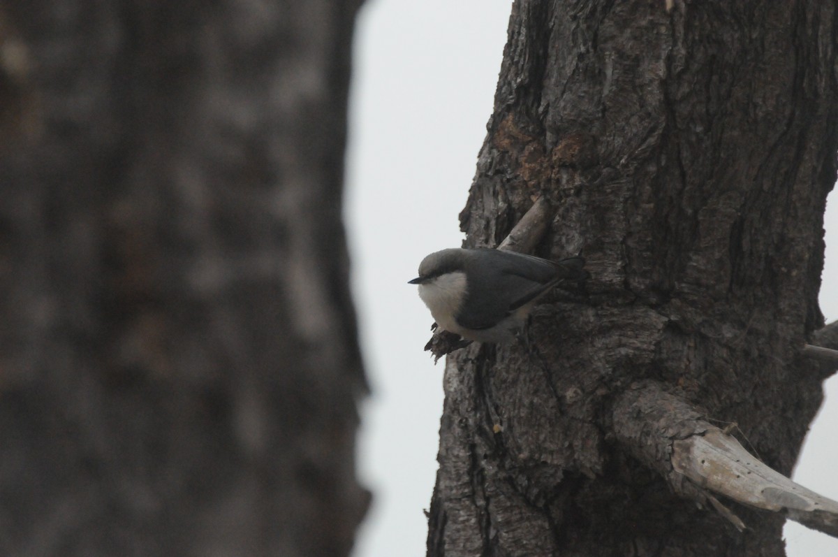 Pygmy Nuthatch - ML646885112