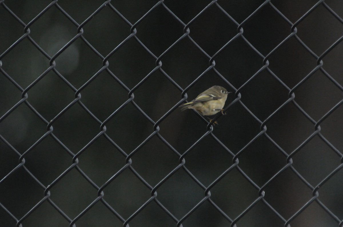 Ruby-crowned Kinglet - ML646885121