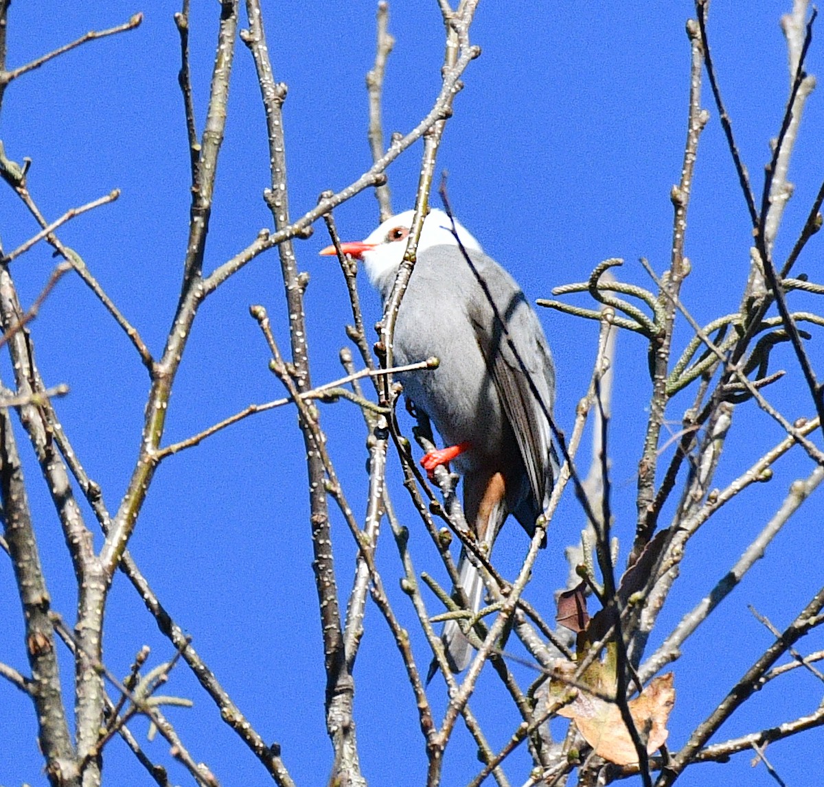 Bulbul à tête blanche - ML646885123