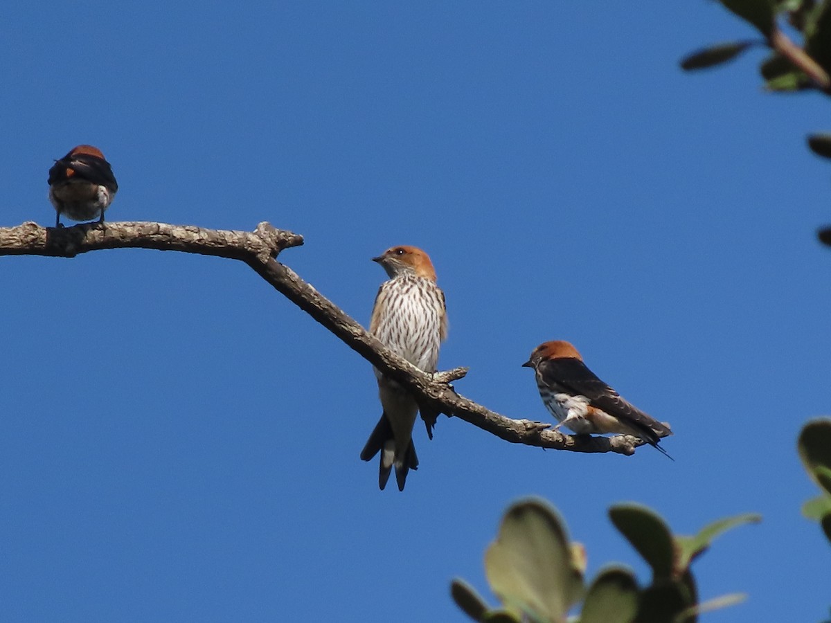 vlaštovka žíhaná - ML646885125