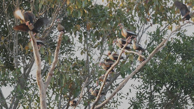 Красноклювая древесная утка - ML646885126