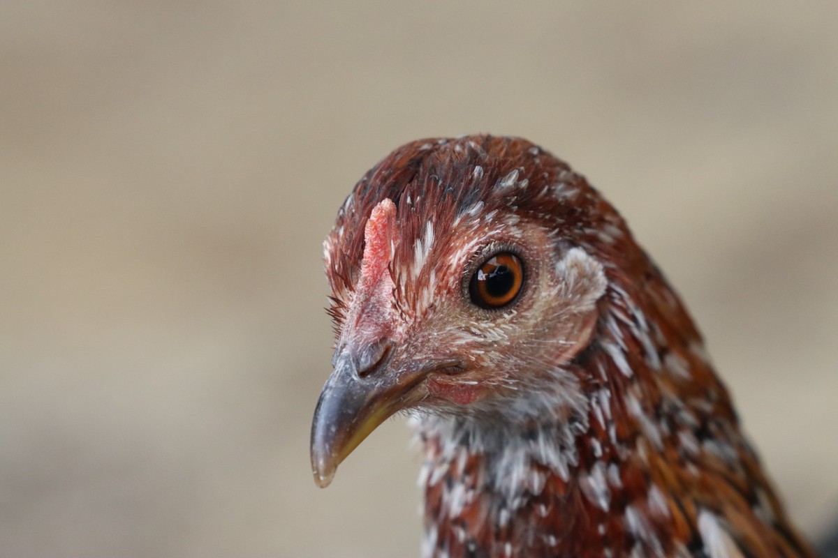 Yaban Tavuğu (evcil tip) - ML646885127