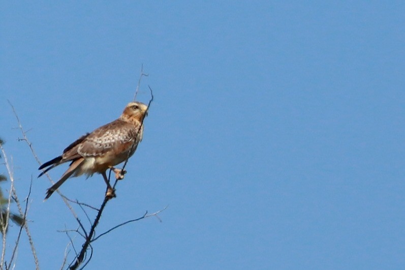 jestřábec bělooký - ML646885128