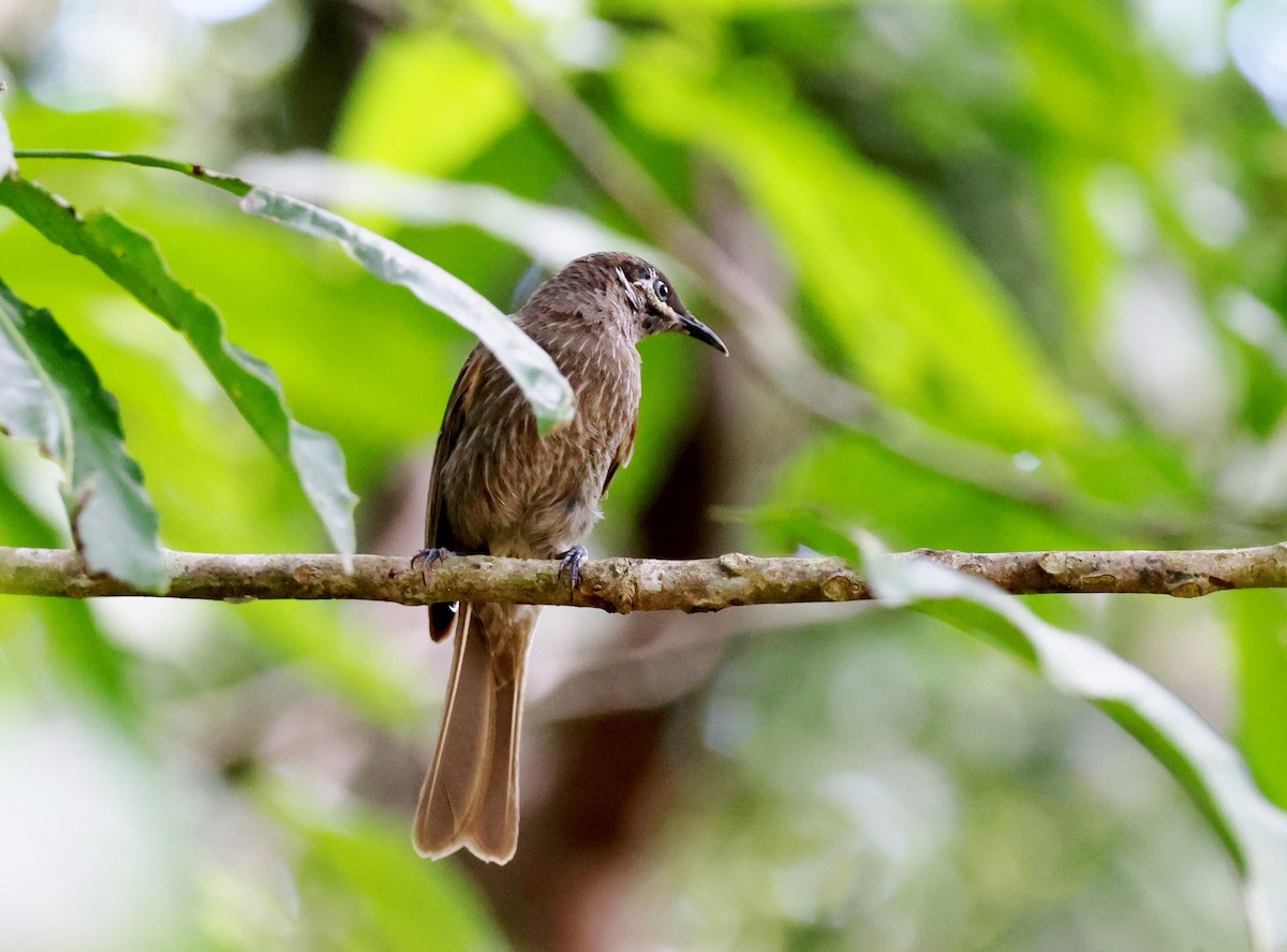Медник окуляровий - ML646885130