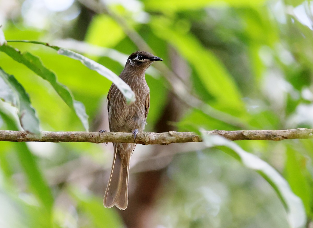 Медник окуляровий - ML646885131