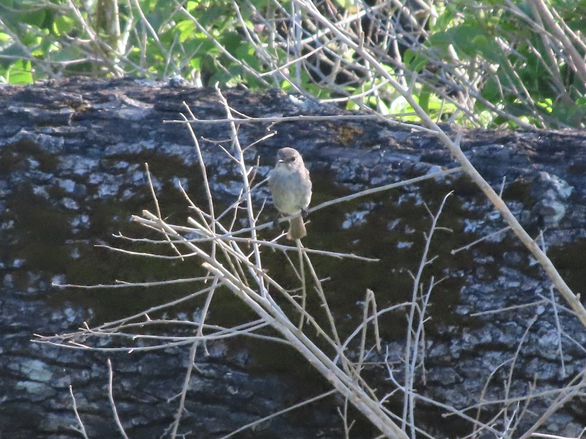 African Dusky Flycatcher - ML646885132