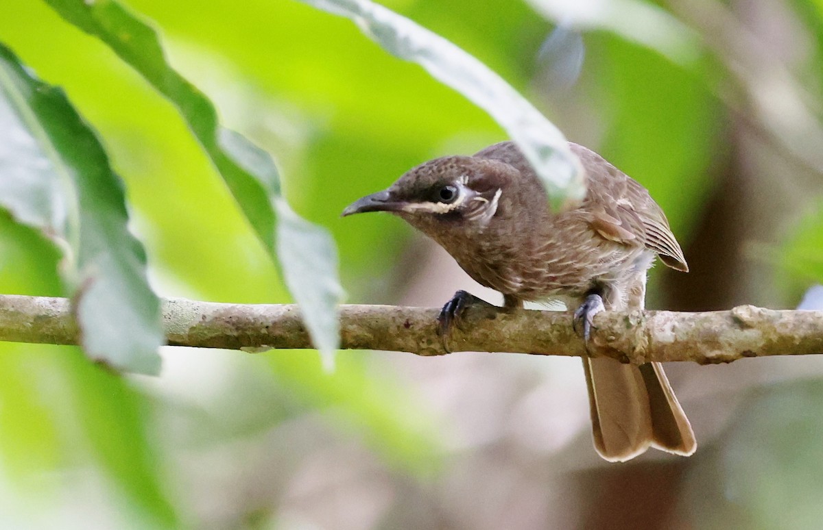 Медник окуляровий - ML646885134