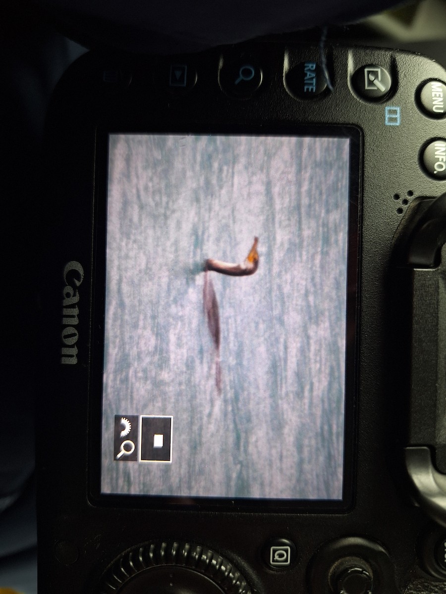 kormorán velký - ML646885135