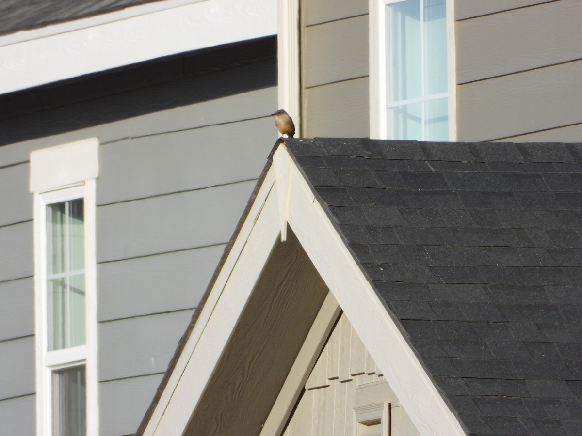 Say's Phoebe - ML646885136