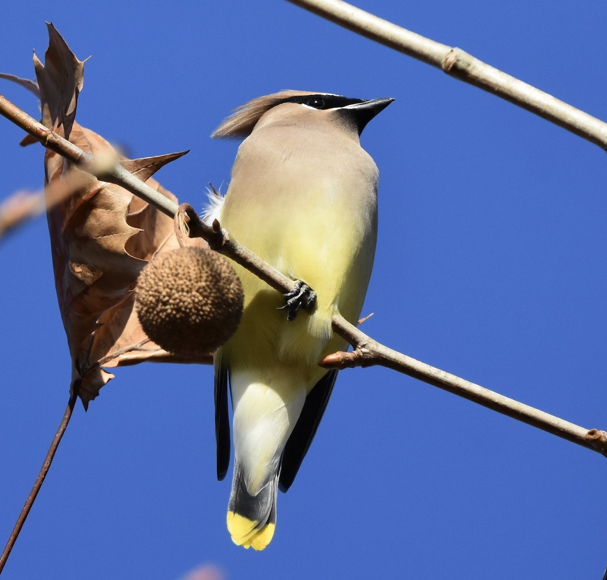 brkoslav americký - ML646885137