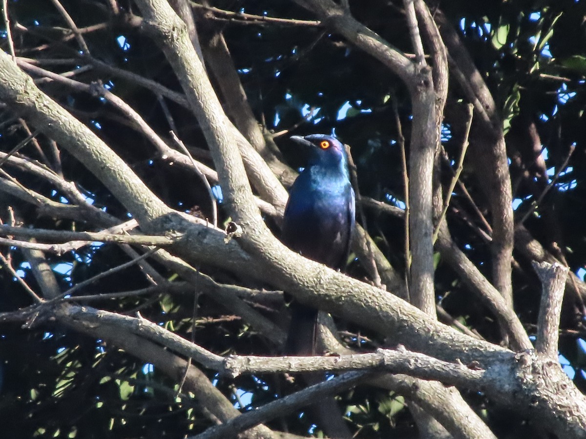 leskoptev černobřichá - ML646885139