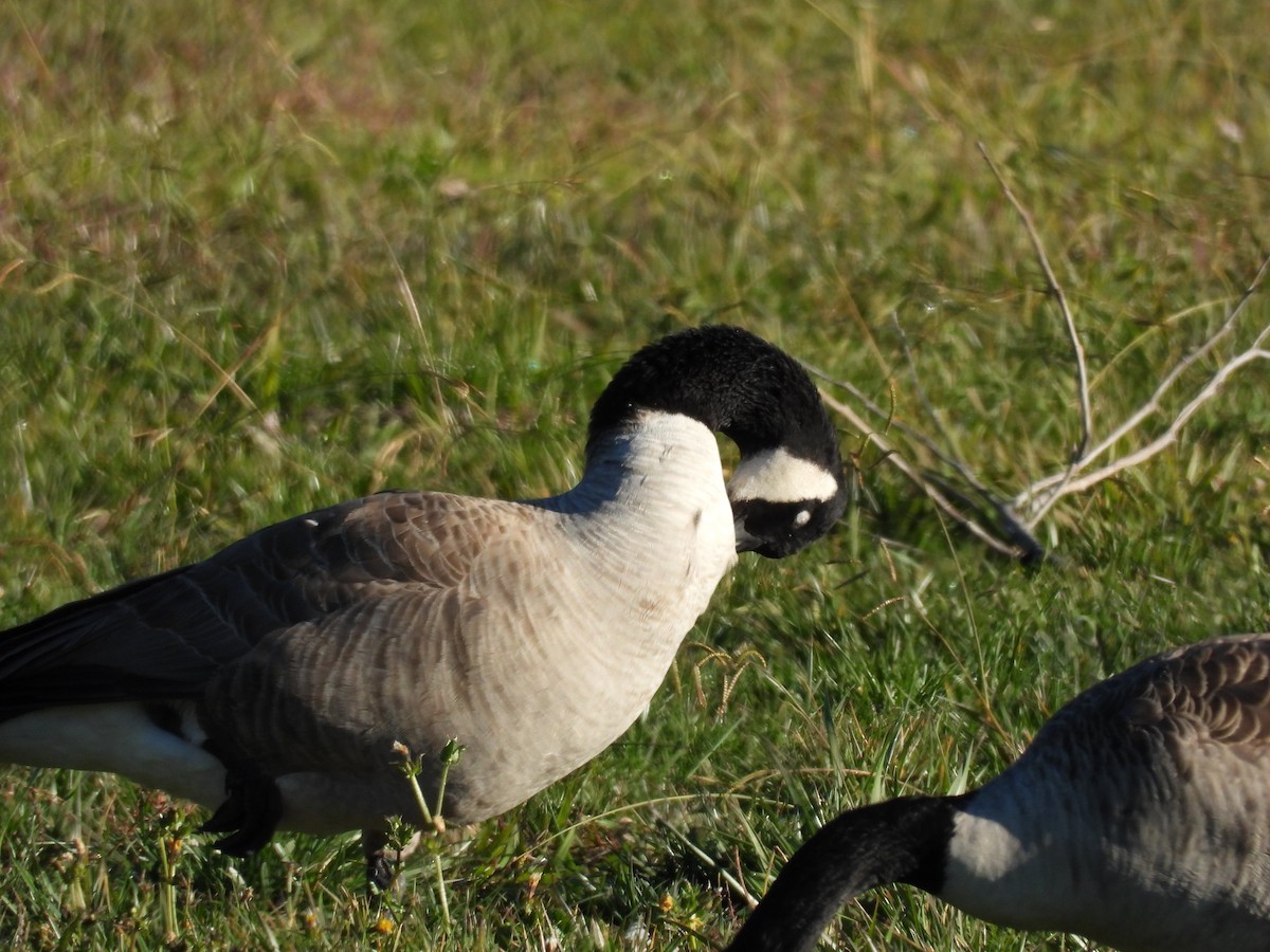 ברנטה קנדית - ML646885140