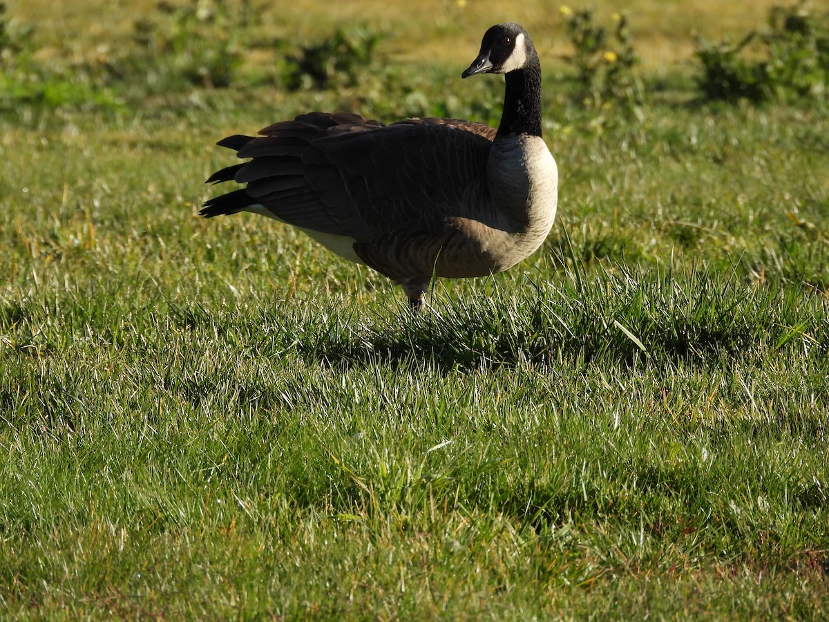 ברנטה קנדית - ML646885141