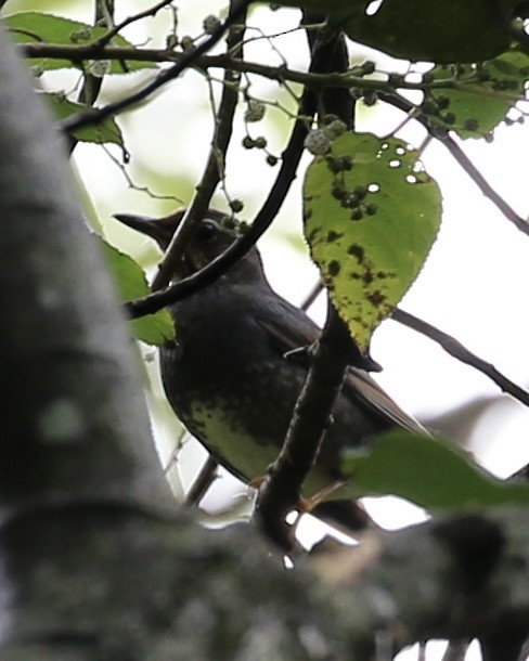 Siberian Thrush - ML646885142