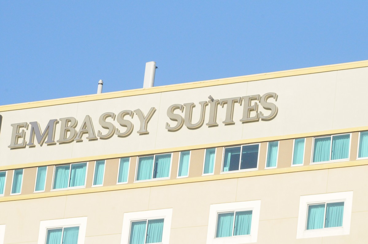 Peregrine Falcon - ML646885143