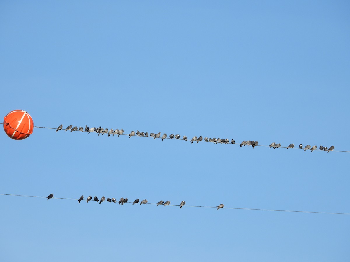 Rock Pigeon (Feral Pigeon) - ML646885144