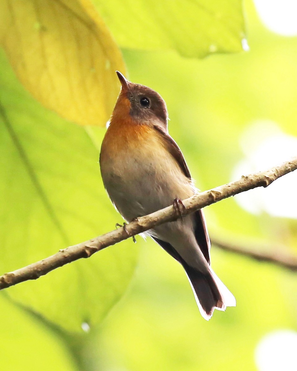 Mugimaki Flycatcher - ML646885145