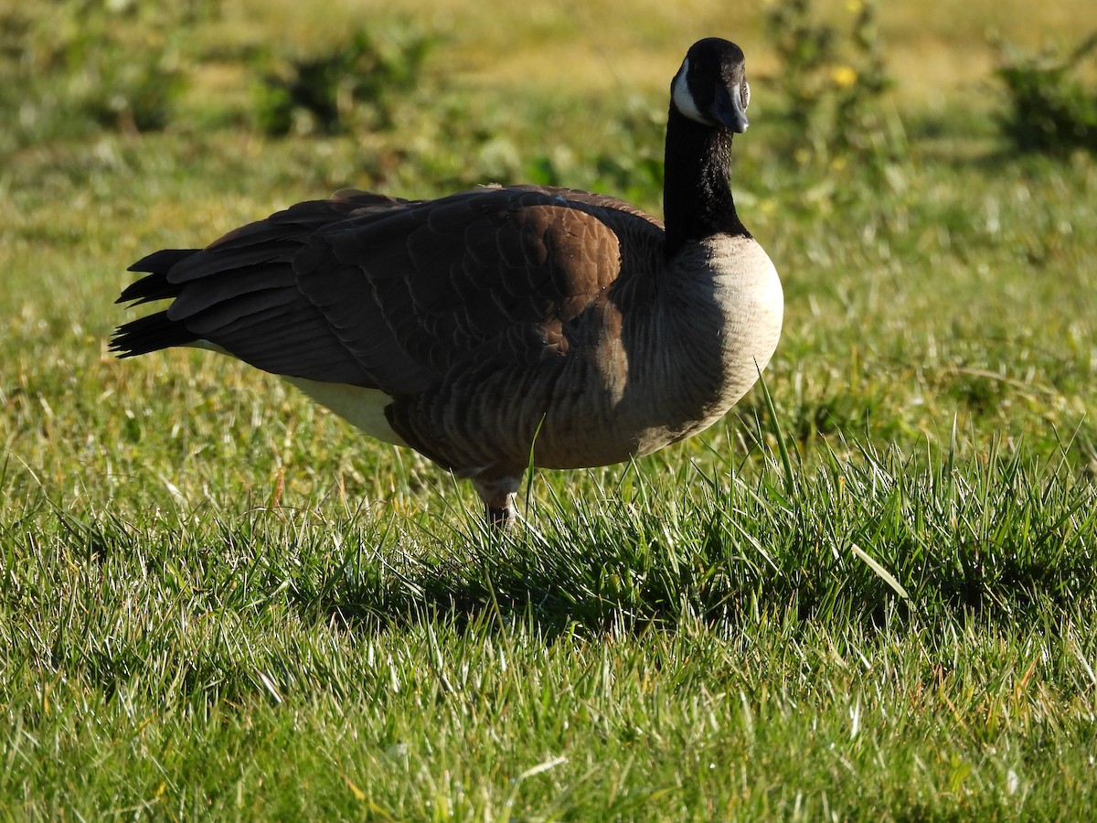 ברנטה קנדית - ML646885146