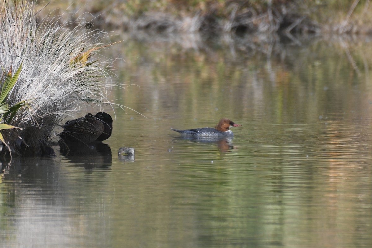 Common Merganser - ML646885148