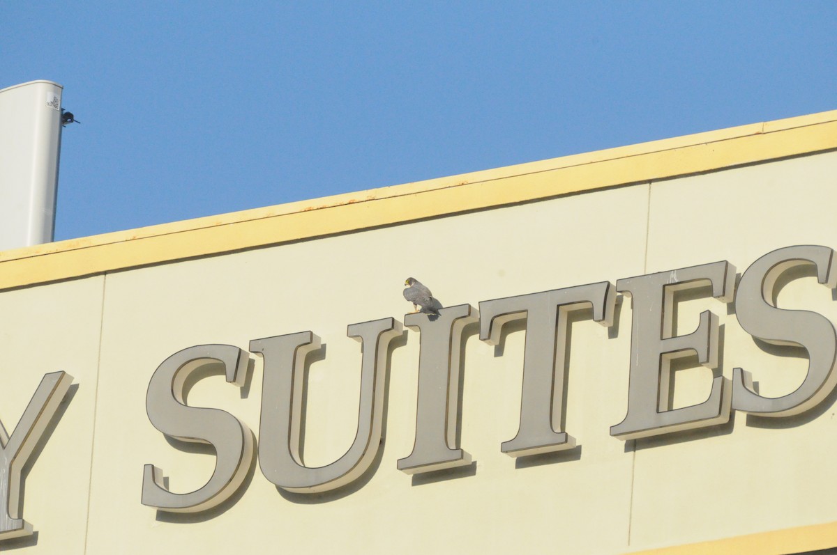 Peregrine Falcon - ML646885149