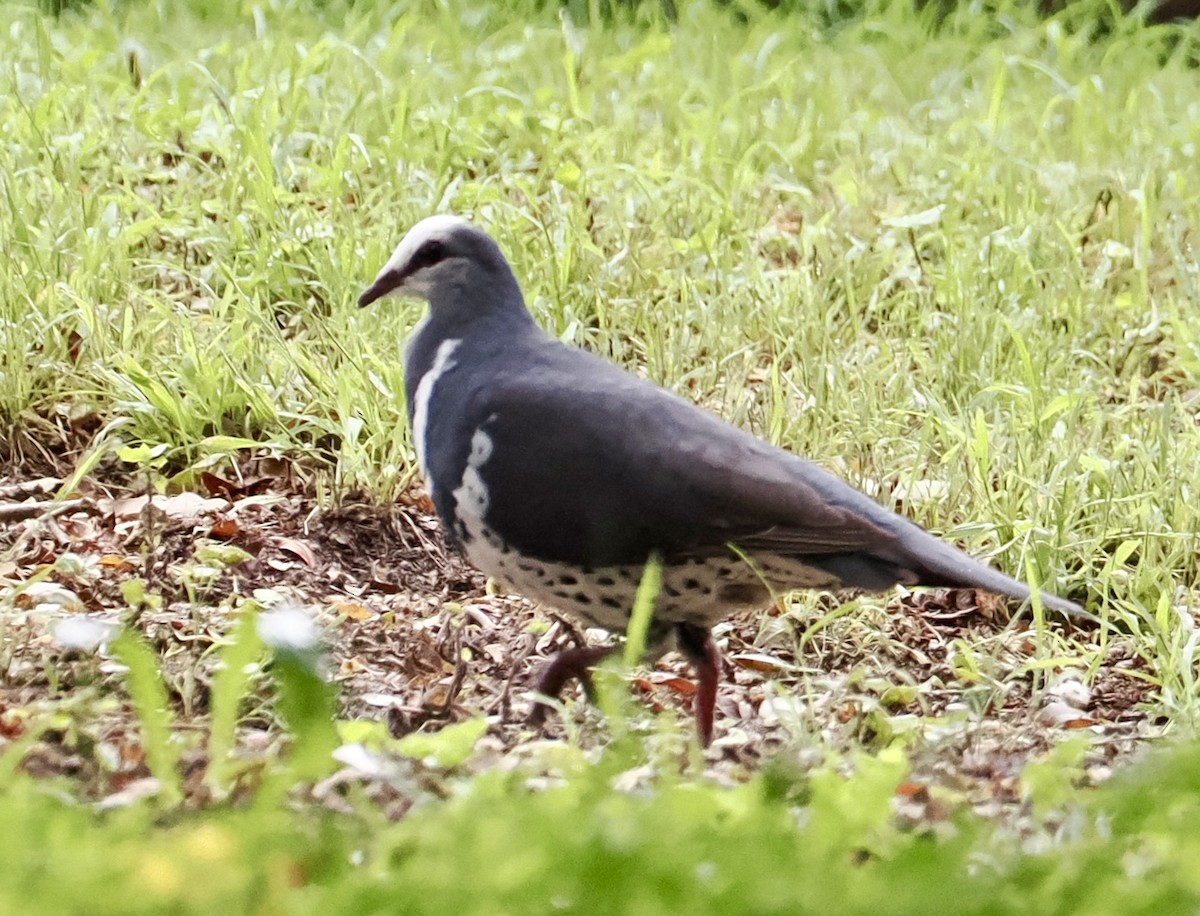 Wonga Kumrusu - ML646885150