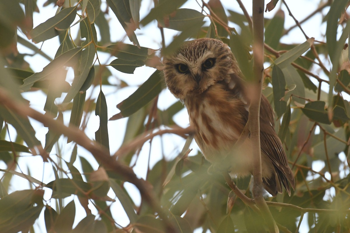 Northern Saw-whet Owl - ML646885154