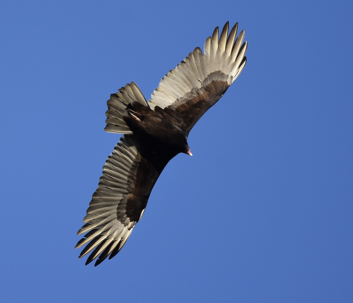 Turkey Vulture - ML646885155