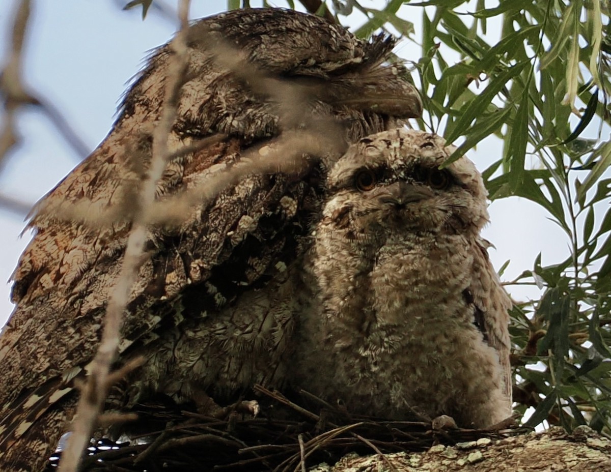 Tawny Frogmouth - ML646885156