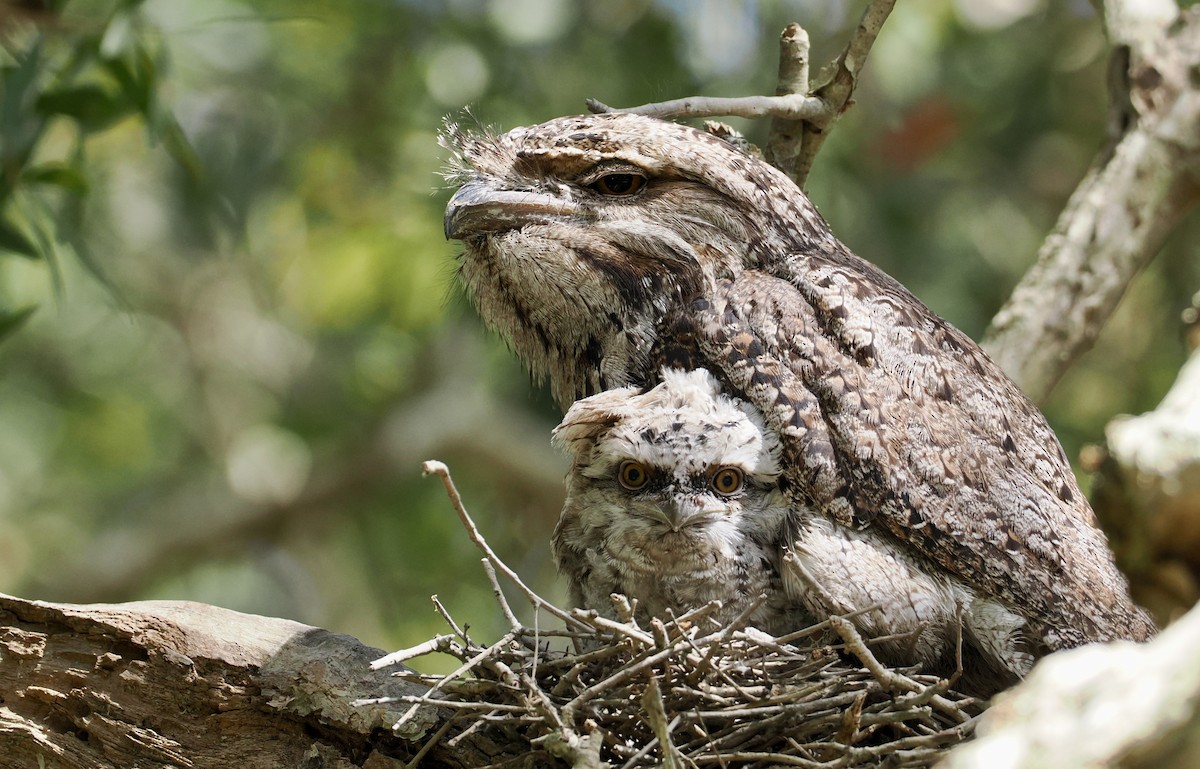 Tawny Frogmouth - ML646885157