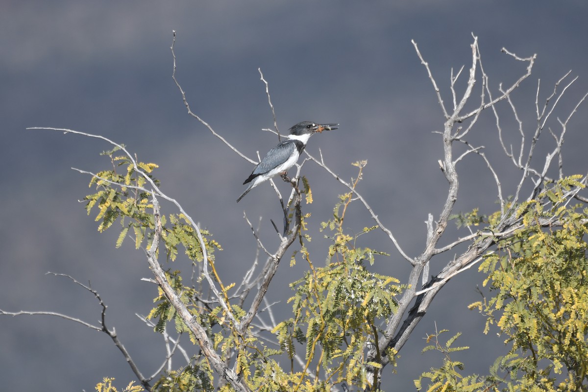 rybařík pruhoprsý - ML646885159