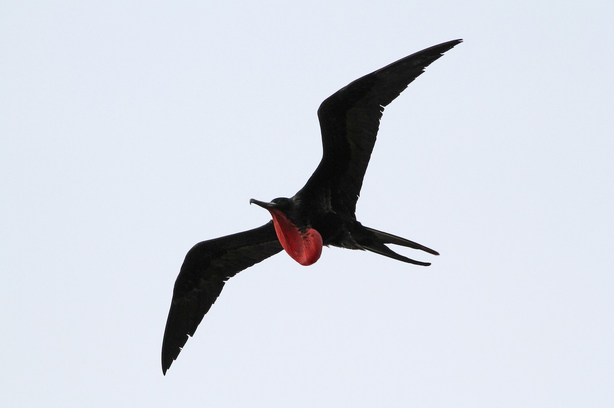 Great Frigatebird - ML646885162