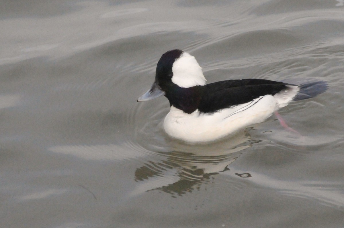 Bufflehead - ML646885164