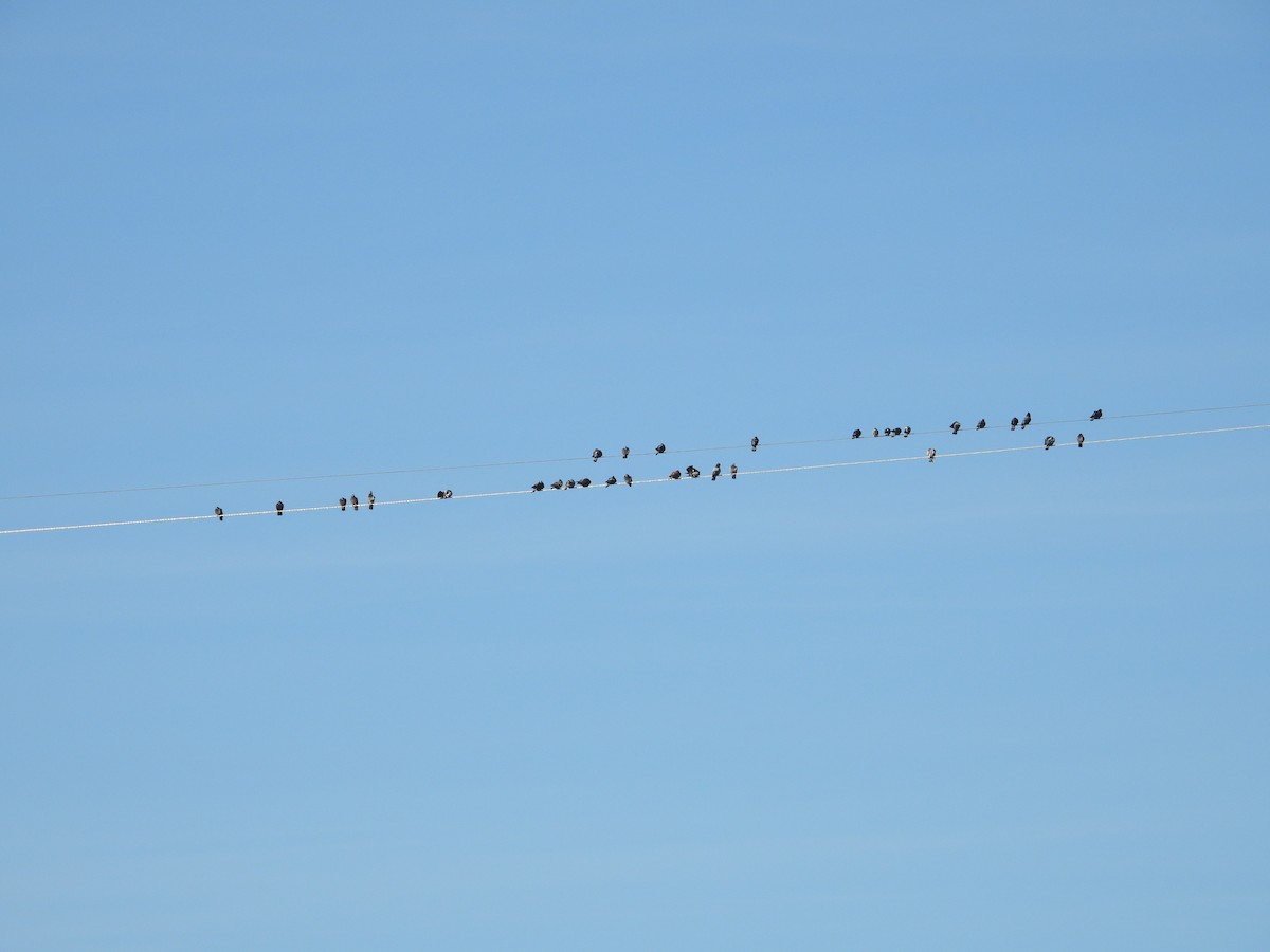 Rock Pigeon (Feral Pigeon) - ML646885165