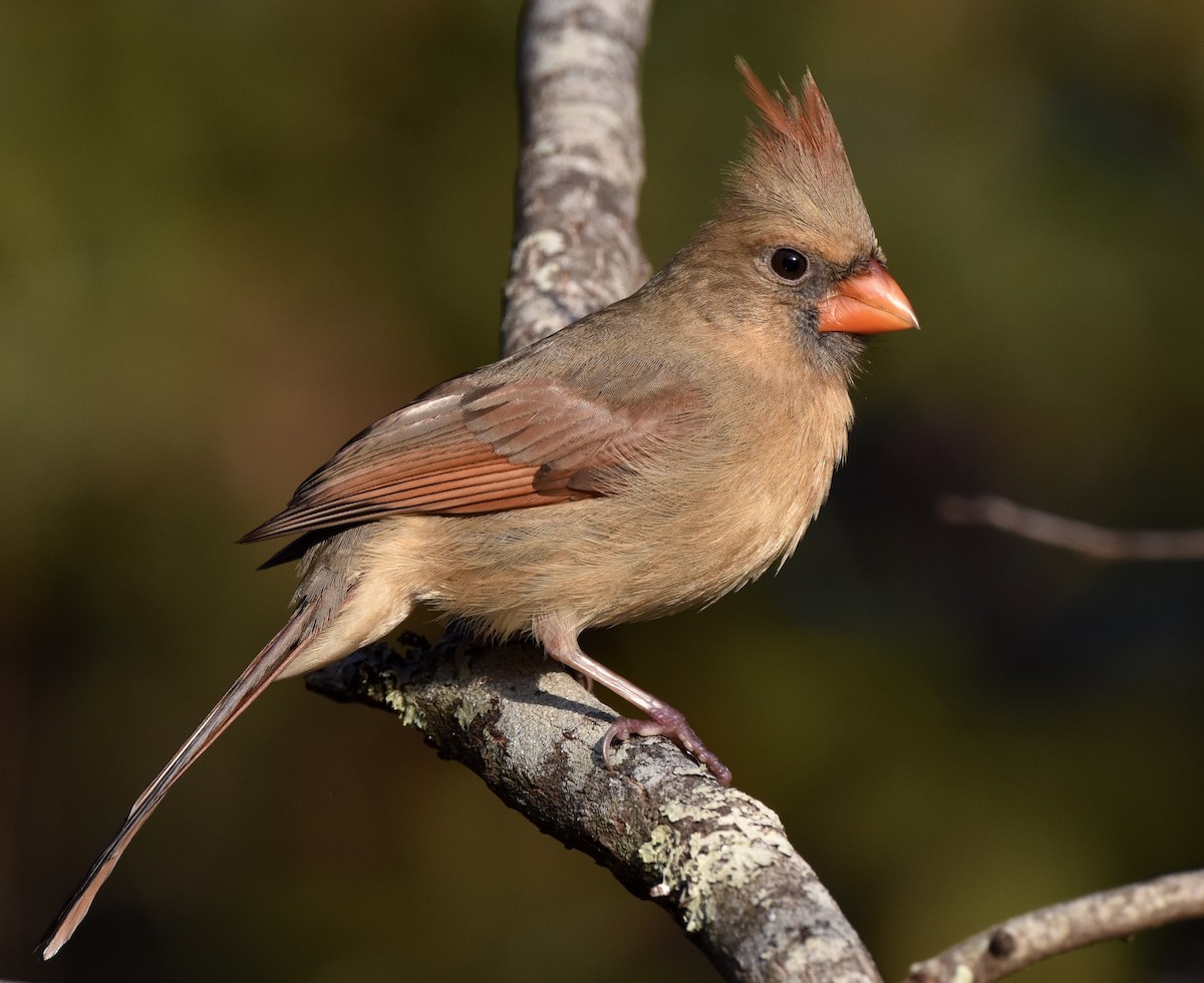 Cardinal rouge - ML646885166