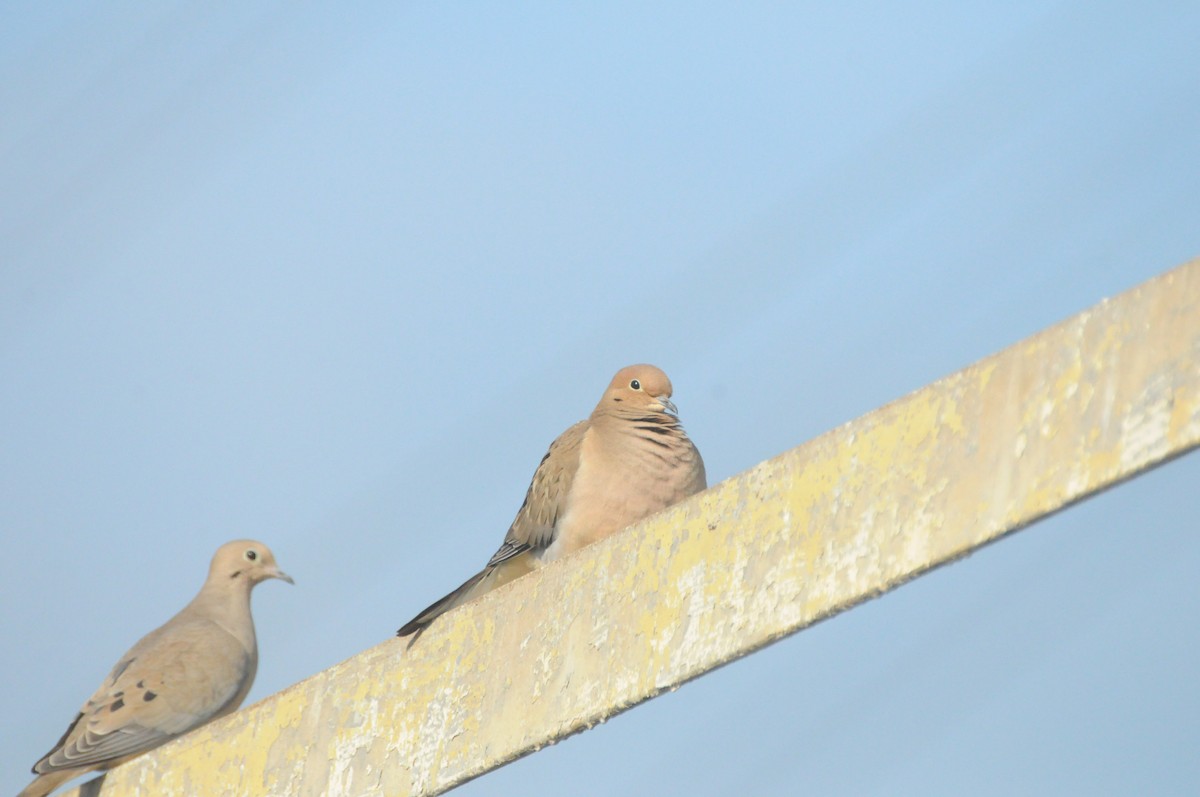 Mourning Dove - ML646885169