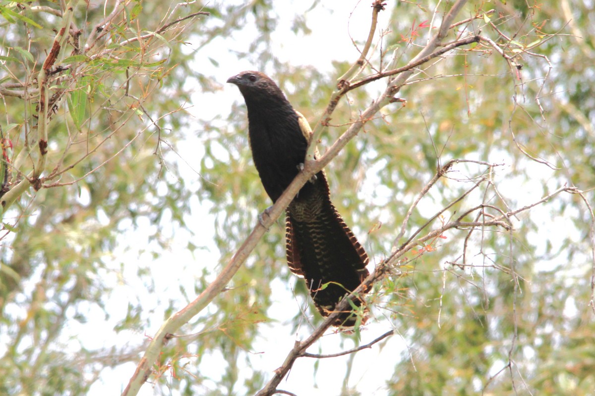 Pheasant Coucal - ML646885170