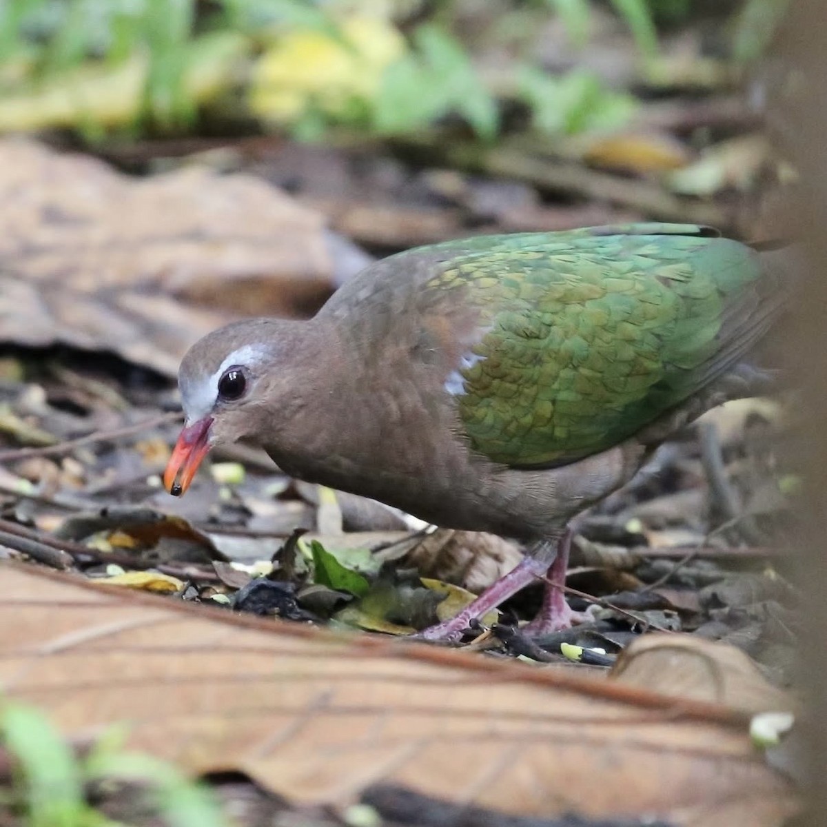 Asian Emerald Dove - ML646885171