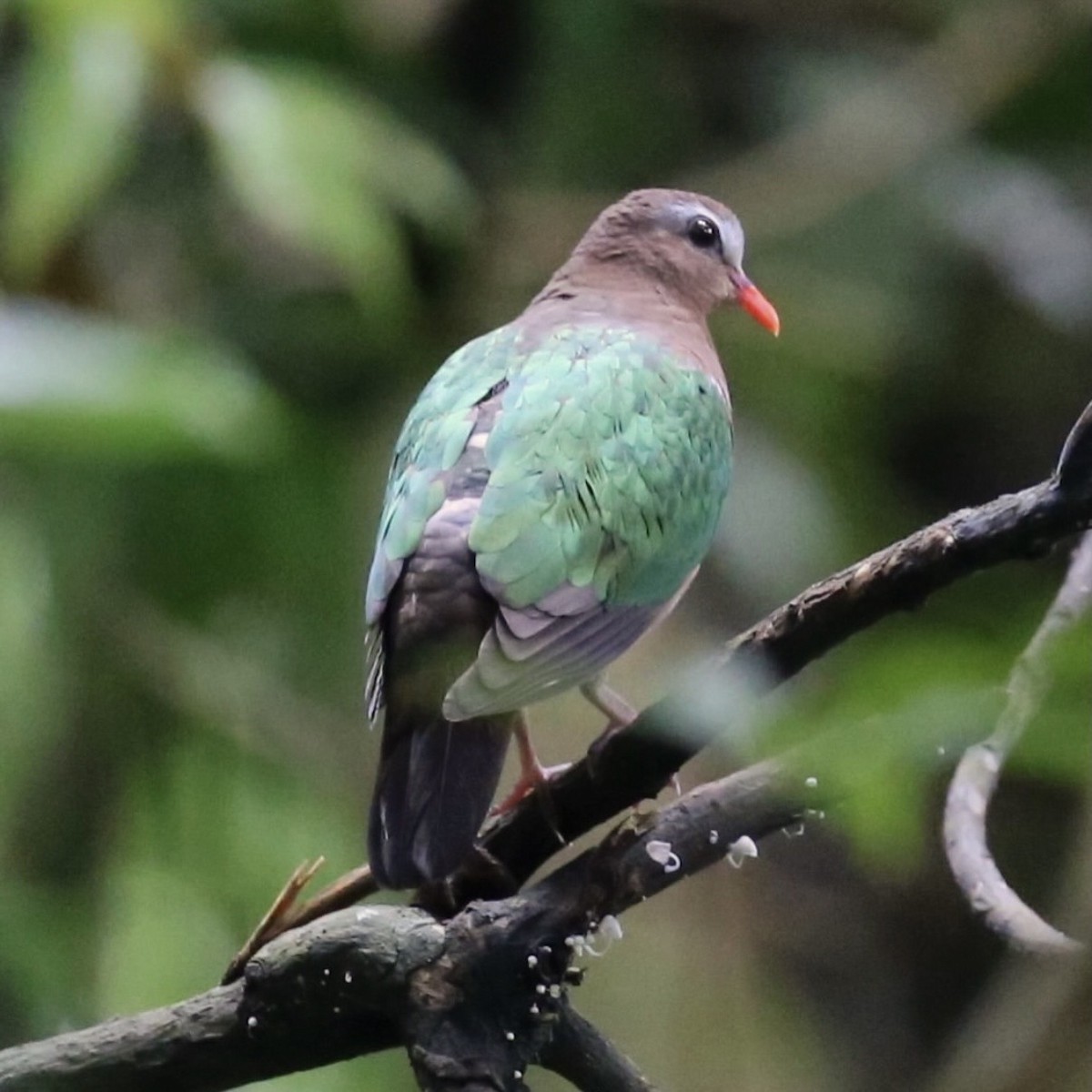 Asian Emerald Dove - ML646885172