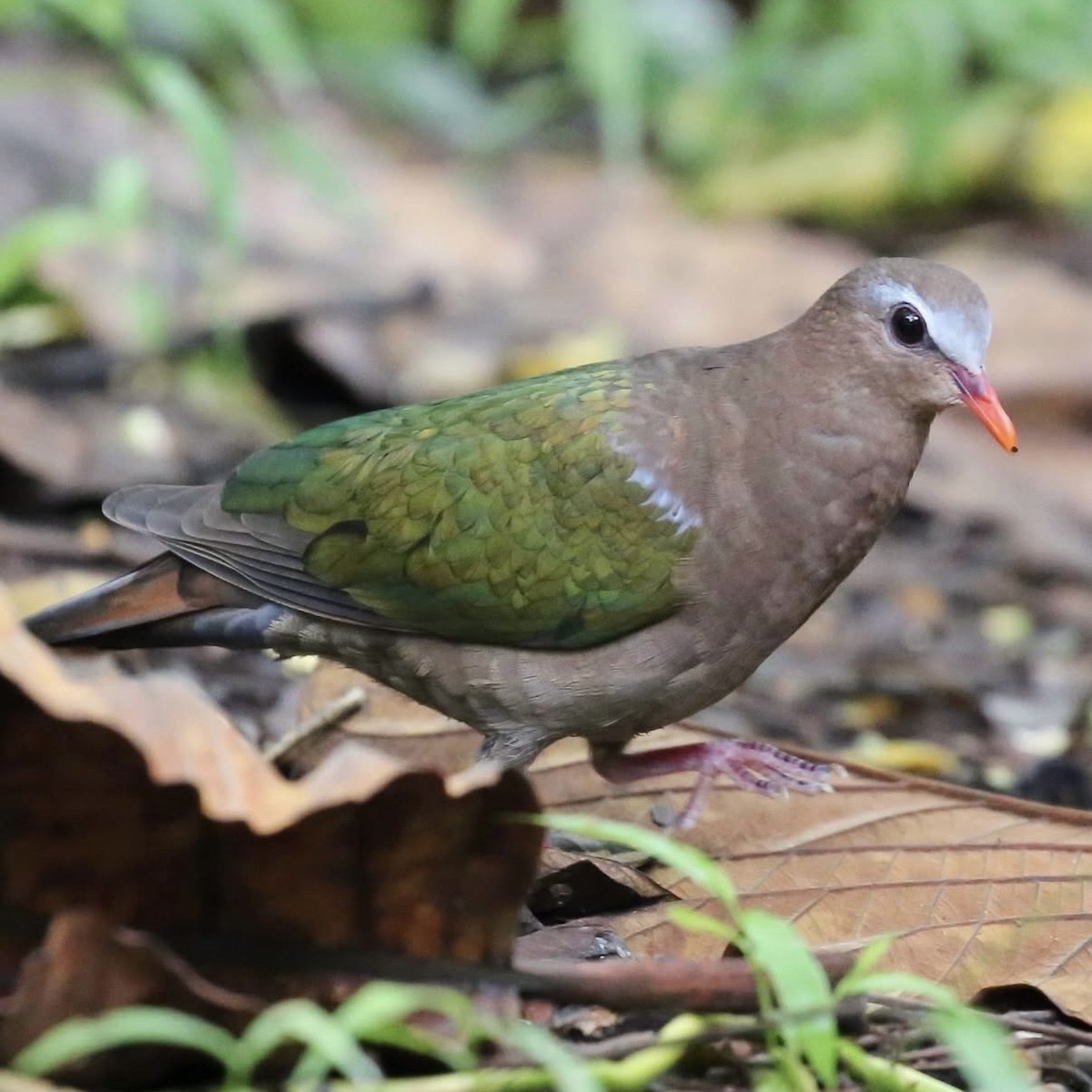 Asian Emerald Dove - ML646885173