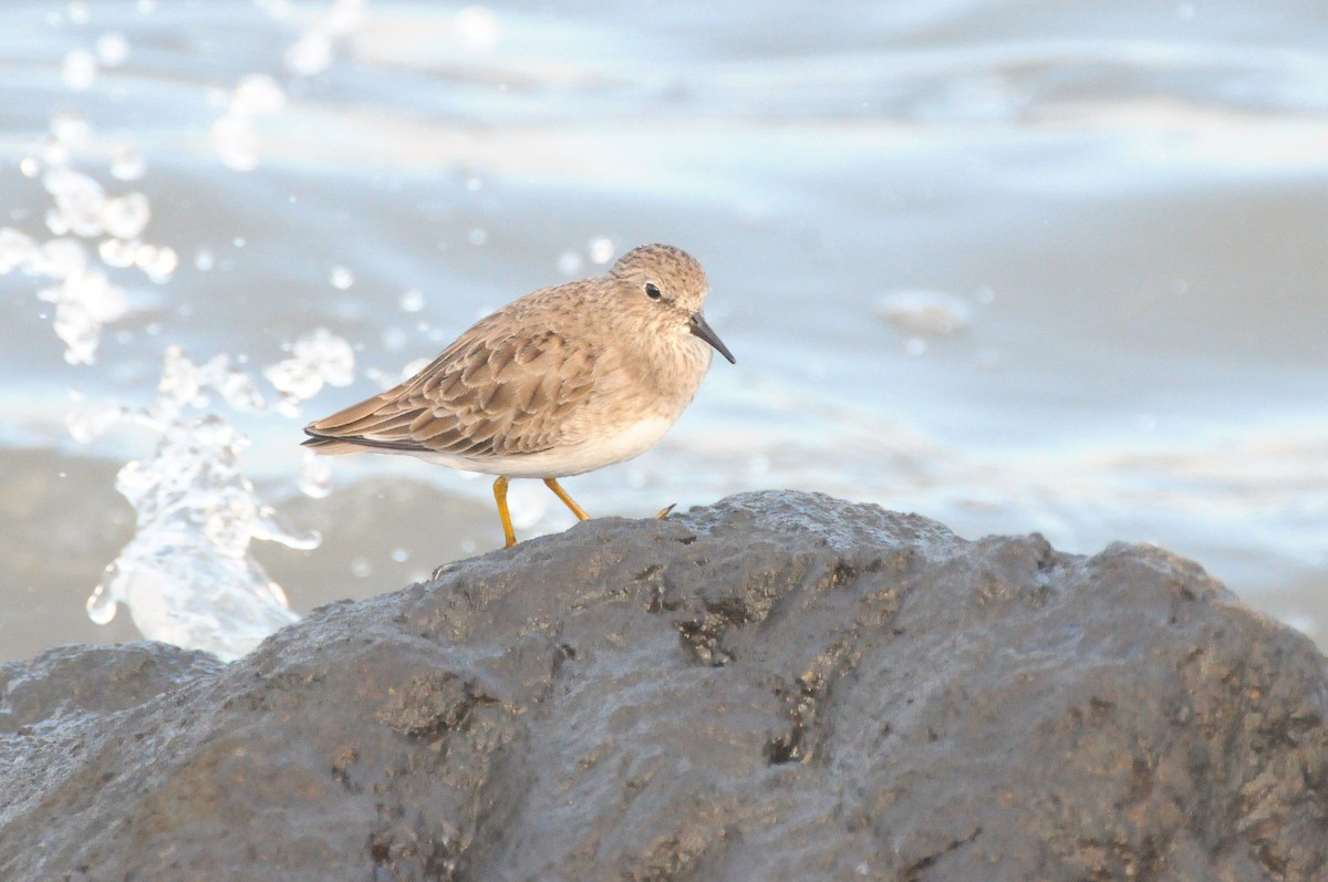 Least Sandpiper - ML646885182