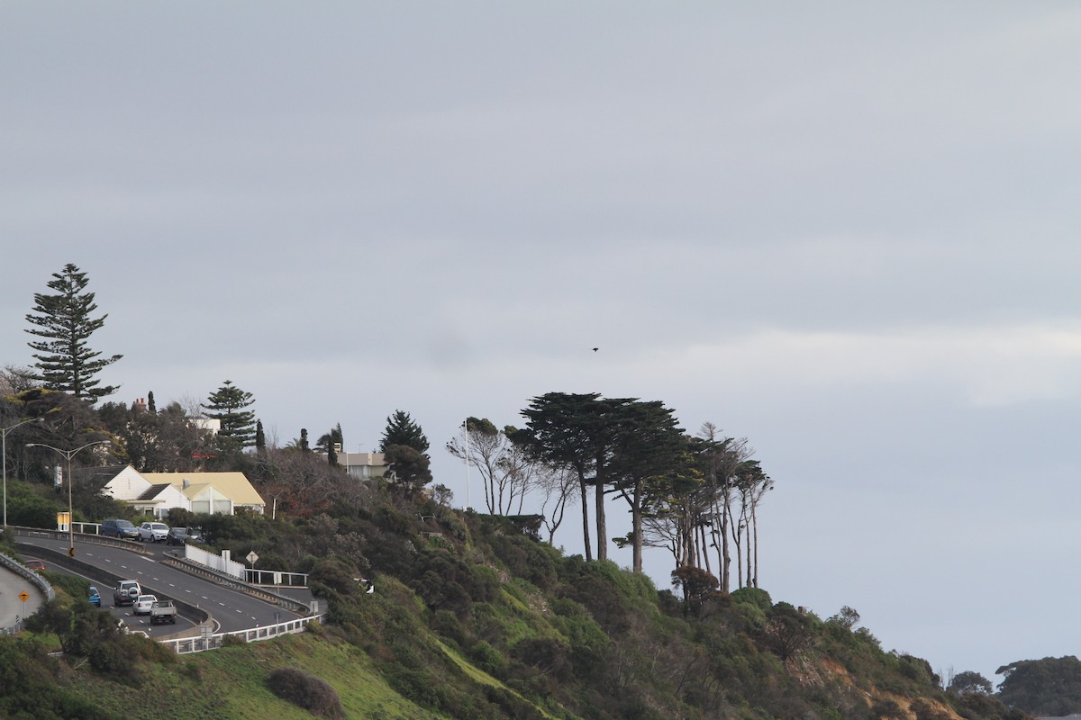 Great Frigatebird - ML646885183
